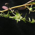 Swertia paniculata Habit