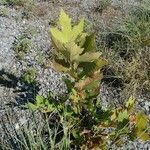 Quercus ithaburensis Leaf