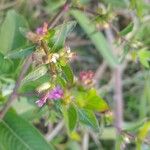 Cuphea carthagenensis Fleur