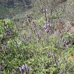 Lavandula canariensis 花