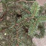 Abies cephalonica Folha