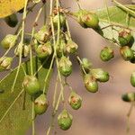 Phyllocosmus lemaireanus Fruto