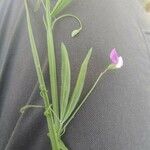 Lathyrus hirsutus Kvet