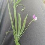 Lathyrus hirsutus 花