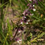 Orthosiphon schimperi Flor