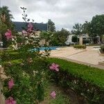 Hibiscus syriacus Flor