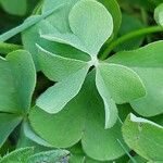 Oxalis articulata Hoja