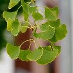 Ginkgo biloba Other