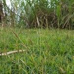 Dichanthium aristatum Habitat