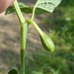 Aristolochia paucinervis Plod