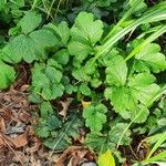 Geum macrophyllum Хабит