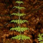 Dryopteris remota ᱮᱴᱟᱜ