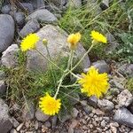 Crepis chondrilloides Blodyn