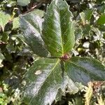 Ilex meserveae Deilen