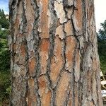 Pinus pinea Bark