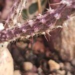 Pterocactus tuberosus Blad