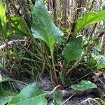 Beta vulgaris Leaf