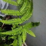 Pteris fauriei Листок