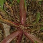 Echinochloa crus-galli 葉