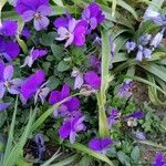 Viola × williamsii Flower