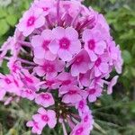 Phlox maculataЦветок