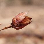 Tuberaria lignosa Ffrwyth