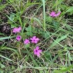 Oxalis articulataFlower