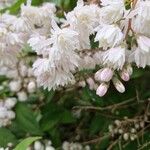 Deutzia crenata Květ