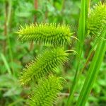 Carex pseudocyperus Frugt