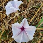 Ipomoea mombassana 花