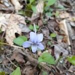 Viola rostrata Flower