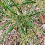 Cyperus haspan Blodyn