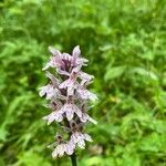 Dactylorhiza fuchsiiFleur