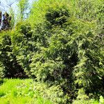 Thuja koraiensis आदत