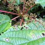 Laportea aestuans Flower