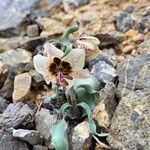 Fritillaria gibbosa Flower