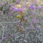 Cercis chinensis Лист