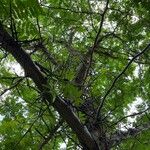 Gleditsia sinensis Habit