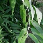 Buddleja asiatica Leaf