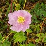 Rosa majalis 花