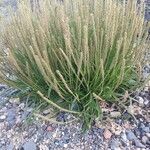 Plantago maritima Flower