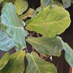 Ficus lyrata叶