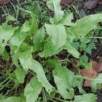 Rumex patientia Folha