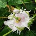Passiflora foetida Floro