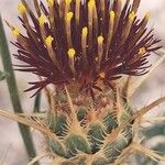 Centaurea pubescens Flor