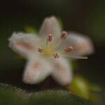 Ehretia microphylla 其他