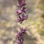 Eragrostis elongata Fiore