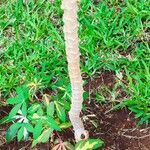 Manihot esculenta Magamba