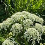 Heracleum sphondyliumFlower