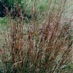 Schizachyrium scoparium Агульны выгляд